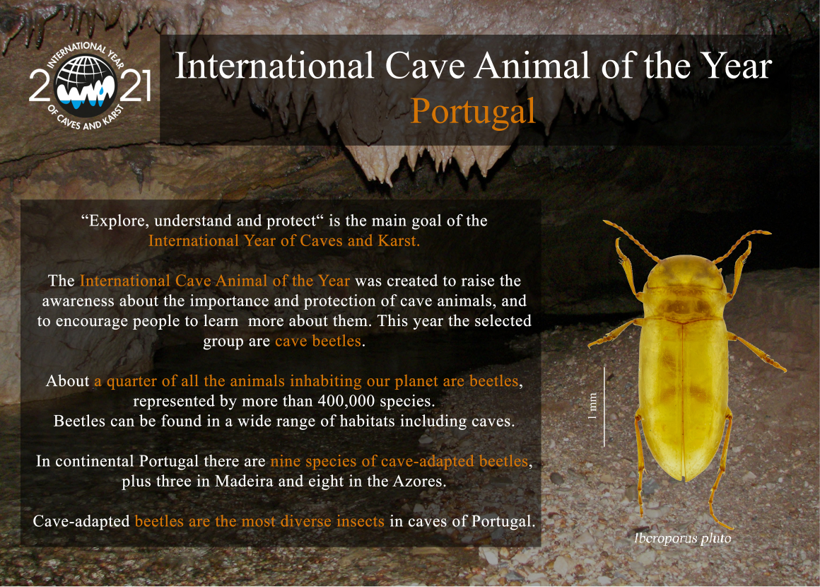 Cave Animal of the Year 2021 – Portugal - News - CE3C