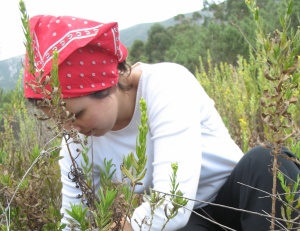 Alleviating nitrogen limitation in Mediterranean maquis vegetation leads to ecological degradation