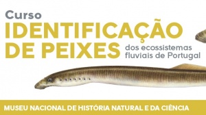 Curso de identificação de peixes dos ecossistemas fluviais de Portugal