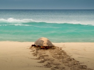 Medidas de conservação de tartarugas marinhas em Cabo Verde não são suficientes para travar a sua captura e consumo ilegal
