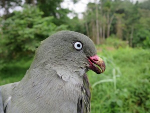 CNN dá destaque a investigação cE3c sobre o papel das aves na dinâmica das florestas de São Tomé e Príncipe