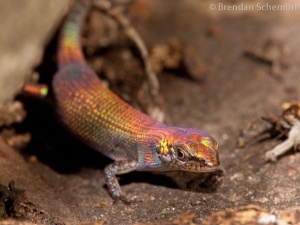 Investigadores estudam história evolutiva de lagartos endémicos da Austrália revelando como se adaptaram a alterações climáticas do passado