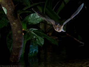Does sex matter? For bats, it does