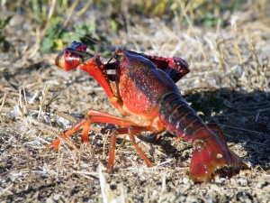 Heat waves can change the impacts of the red swamp crayfish, one of the world’s worst invasive species