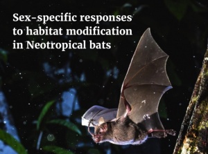 Machos e fêmeas de morcego respondem de forma diferente à modificação do seu habitat? Estudo é capa da revista Biotropica