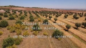 Lançamento do filme “Olivais tradicionais do Baixo Alentejo” | 12 novembro, 14h, FCUL