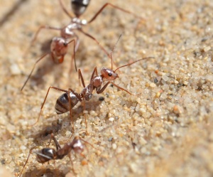 Perder as asas trouxe grandes benefícios para as formigas, de acordo com novo estudo