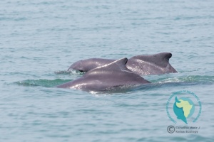 Nova página web sensibiliza para a conservação do golfinho-corcunda do Atlântico