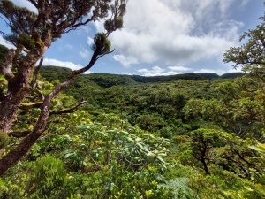 Floresta pluvial montana dos Açores (Fotografia de Rui Bento Elias)