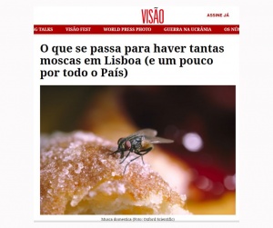 O que se passa para haver tantas moscas em Lisboa (e um pouco por todo o País)