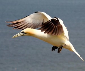 Parques eólicos marinhos em Portugal: quais os possíveis impactos nas aves?