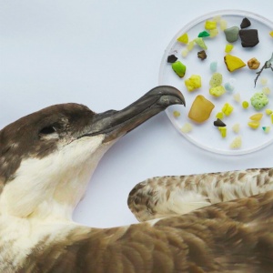 Mar de plástico: Mediterrâneo é a área do mundo com maior risco para as ameaçadas aves marinhas