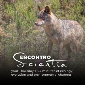 Non-invasive genetics as a useful tool for impact assessment: a case study of the Iberian wolf in Northern Portugal