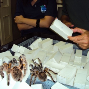 Apreensão de cerca de 1000 aranhas tarântulas de diferentes espécies no Aeroporto Internacional Tom Jobim, no Rio de Janeiro, Brasil, em 2009. Transportadas ilegalmente por um dono de uma loja de animais britânica, as aranhas est